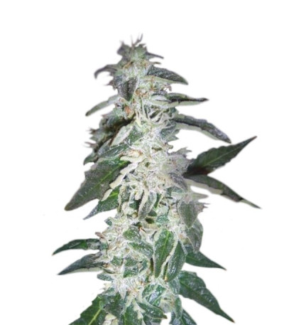 Семена сорта Alaskan Ice fem