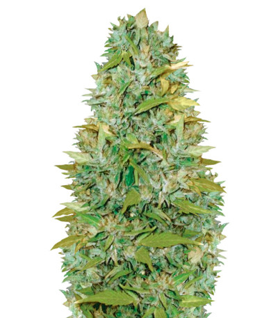 Семена сорта Auto Biggest Bud fem (Victory Seeds)