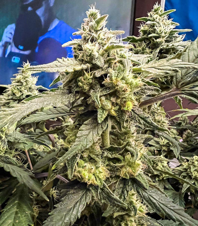 Семена сорта Tropicana Cookies Auto fem (FastBuds)