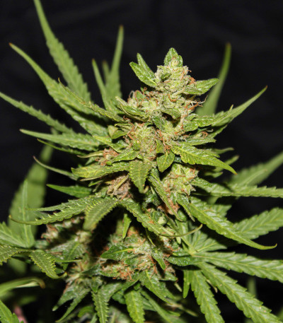 Семена сорта Auto Critical Orange Punch fem (Dutch Passion)