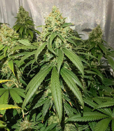 Семена сорта Glue Sherbert fem (AlphaFem Seeds)