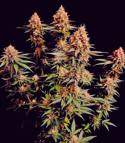 Семена сорта Gorilla Melon fem (FastBuds)