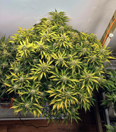 Семена сорта Grapefruit auto fem (FastBuds)