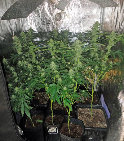 Семена сорта Industrial Plant fem