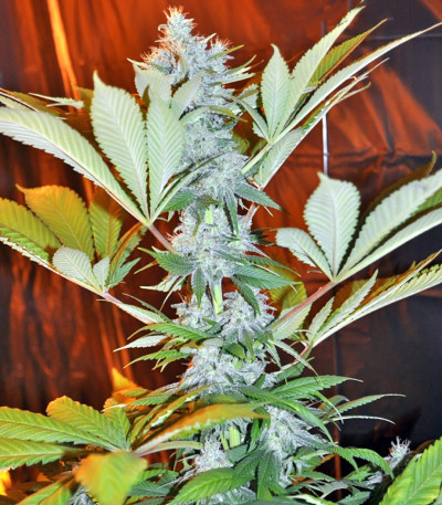 Семена сорта La Blanca fem