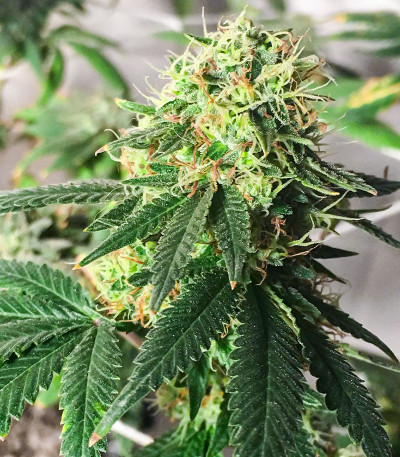 Семена сорта Lemon OG fem (AlphaFem Seeds)