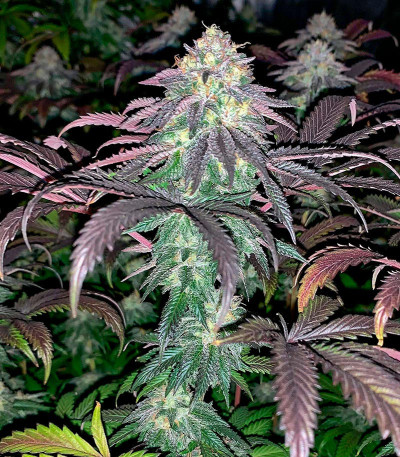 Семена сорта Notorious THC fem (Humboldt Seed Company)