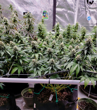 Семена сорта White Widow fem (Dutch Passion)