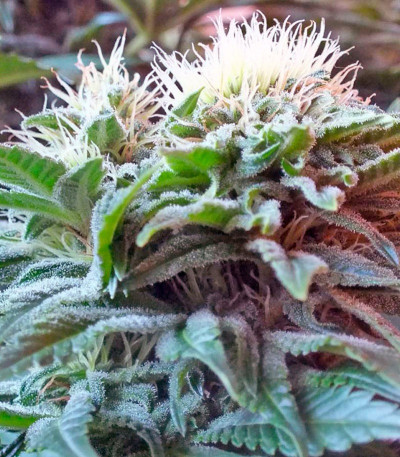 Семена сорта Ladyburn 1974 fem