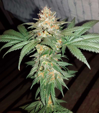 Семена сорта NHL Diesel fem (Victory Seeds)