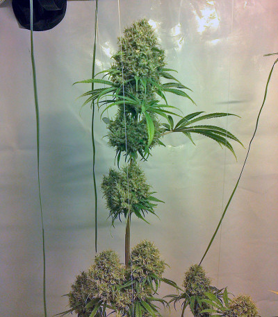 Семена сорта Arjan's Strawberry Haze fem