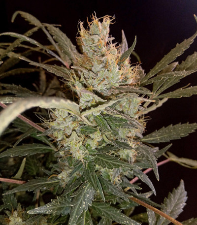 Семена сорта Auto Tutankhamon fem (Pyramid Seeds)
