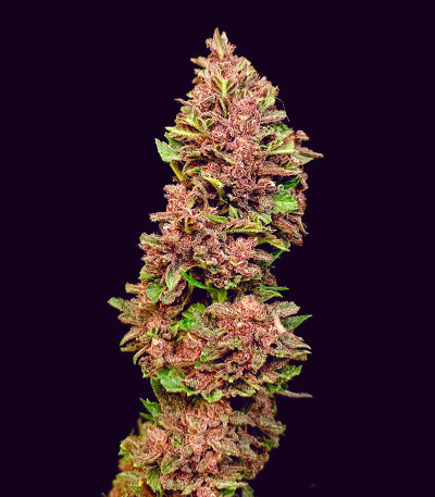 Семена сорта Diablo Rojo XL Auto fem (Sweet Seeds)