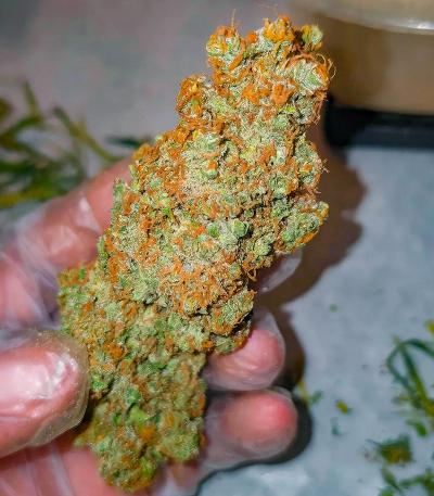 Семена сорта Grand Gorilla Purple Auto fem (Семяныч)