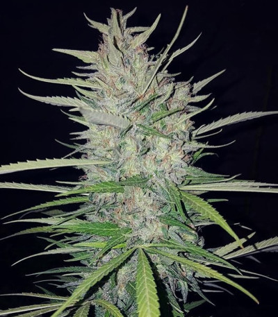 Семена сорта White Widow Original fem (Sumo Seeds)