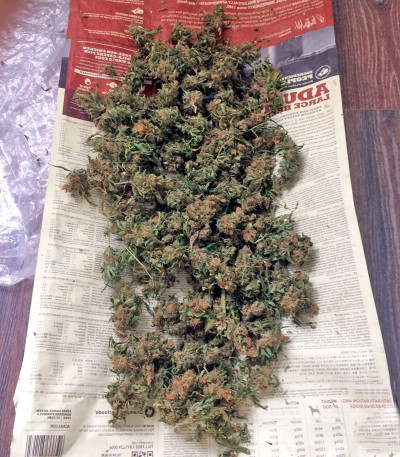 Семена сорта Wild Thailand fem (World of Seeds)