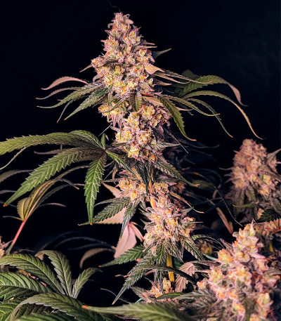 Семена сорта Fullgas fem (Green House Seeds)