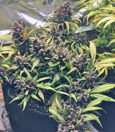 Семена сорта Red Poison Auto fem (Sweet Seeds)
