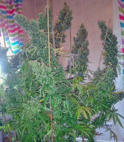 Сорт марихуаны Skunk #11