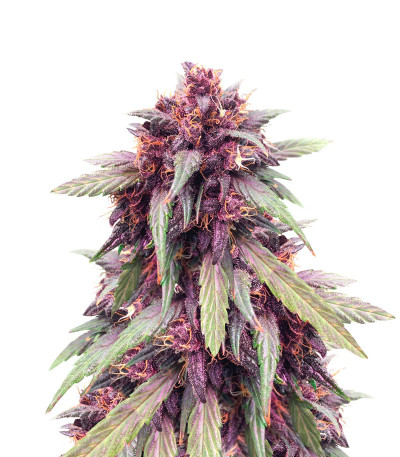 Семена сорта Purple Juice Auto fem (Herbies Seeds)