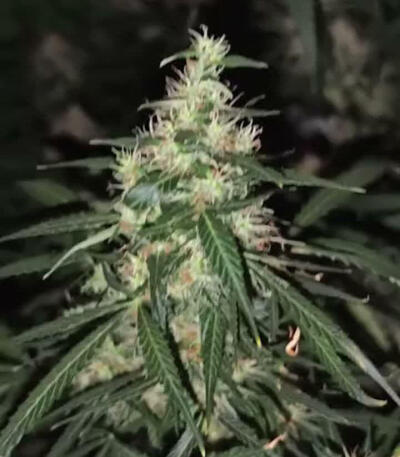 Семена сорта Jack Herer fem (Green House Seeds)