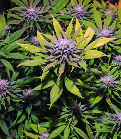 Семена сорта Wedding Cheesecake FF fem (FastBuds)