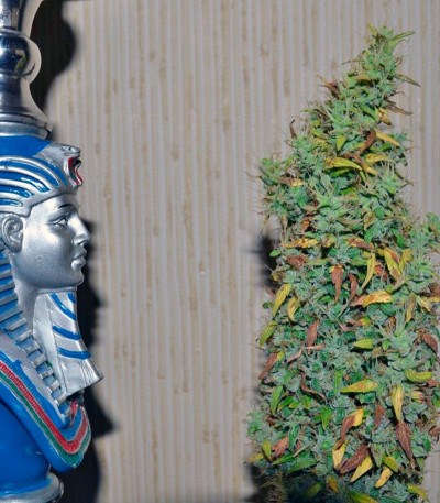 Семена сорта Auto Nefertiti fem (Pyramid Seeds)