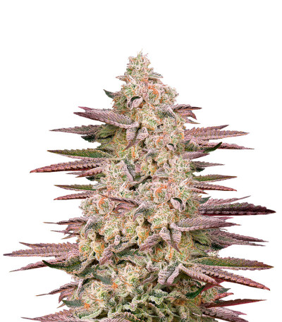 Семена сорта Chemical Bride fem (Green House Seeds)