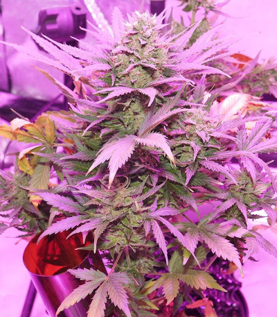 Семена сорта Flash Babylon Auto fem (Samsara Seeds)