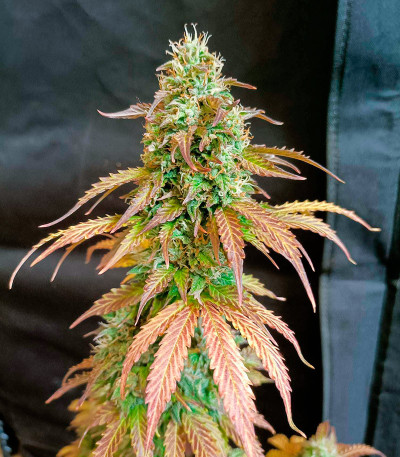Семена сорта Gelato Auto fem (Herbies Seeds)
