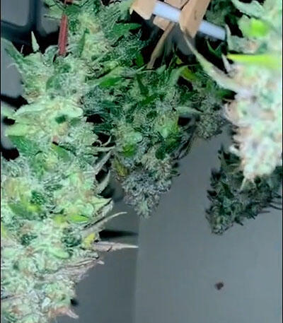 Семена сорта Tangerine Dream fem (Barney's Farm)