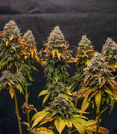 Семена сорта Watermelon Zkittlez Auto fem