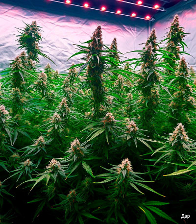 Семена сорта LSD auto fem (Семяныч)