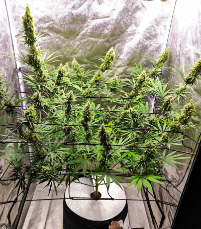 Семена сорта Gorilla fem (Семяныч)