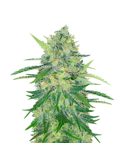Микс семян конопли Indica Mix fem (Herbies Seeds)