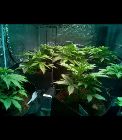 Семена сорта Northern Lights x Big Bud Auto fem (World of Seeds)