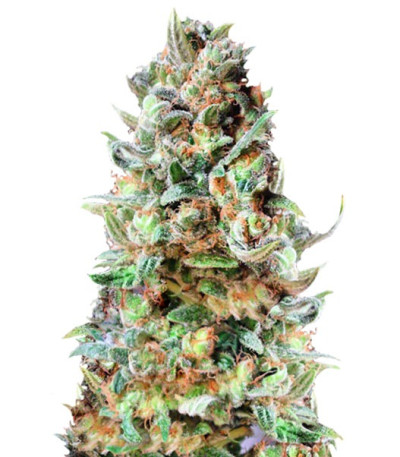 Семена сорта Delhi Friend fem (Dr. Krippling Seeds)