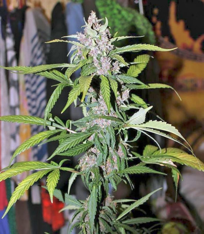 Семена сорта Fastberry auto fem