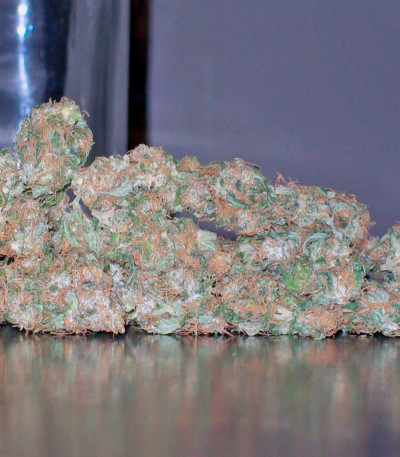 Семена сорта La Lybella fem