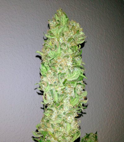Семена сорта Magic Bud fem (Paradise Seeds)