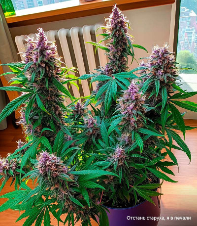 Семена сорта LSD-25 Auto fem