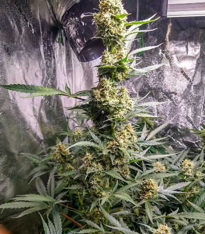 Семена сорта Quick One auto fem (Royal Queen Seeds)