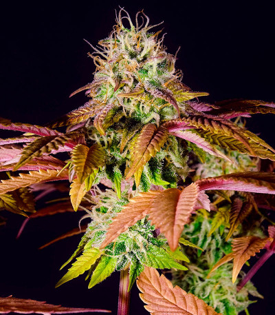 Семена конопли сорта Skunk Amsterdam