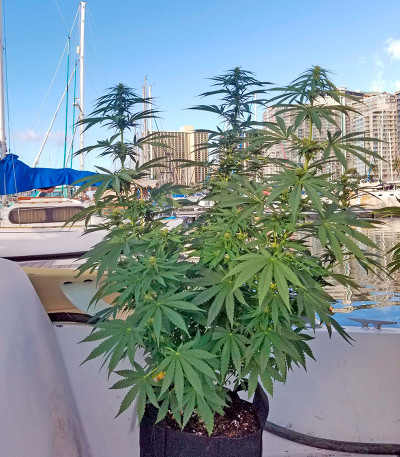 Семена сорта Strawberry Amnesia fem (Dinafem Seeds)