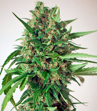 Семена сорта Tundra #2 Auto fem