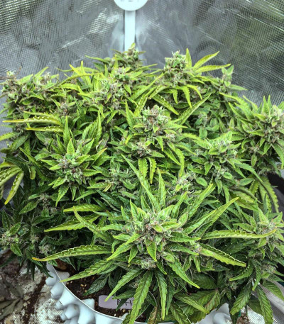 CBD Auto Charlotte’s Angel fem (Dutch Passion)