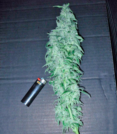 Семена сорта Chronic Haze fem (World of Seeds)