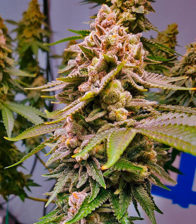 Семена сорта Dos-Vi-Dos 33 fem (Семяныч)