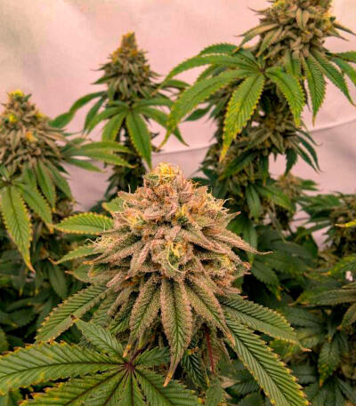 Семена сорта Gorilla Glue × Lemon Haze (7CH Seeds & Cali Buds Seeds)