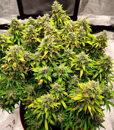 Семена сорта конопли Haze Auto